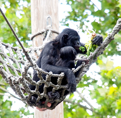 [The mother has her arm around her son as they both sit in the rope hammock. The mother is eating some greenery.]